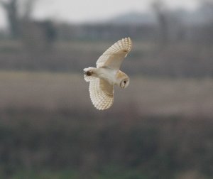 Barn Owl