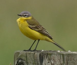 Blue-headed Wagtail