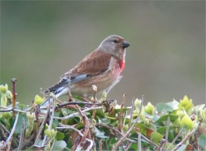 Linnet