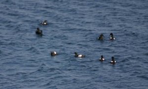 Black Guillemots