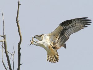 Landing Osprey