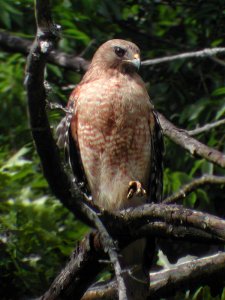 Red-shouldered Hawk