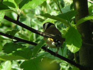 Goldfinch