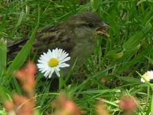 Feed ME(House Sparrow Chick)