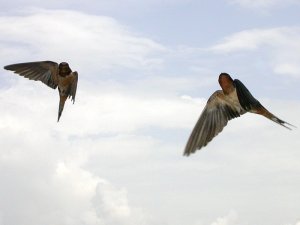 Barn Swallows