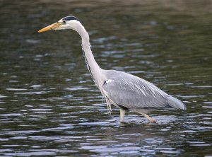 Grey Heron