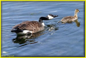 Canada Goose