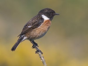 Stonechat