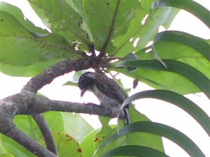 White-bellied Piculet