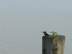 Green Kingfisher