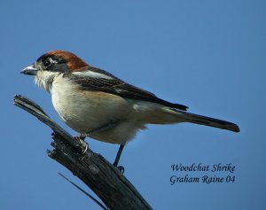 Woodchat Shrike