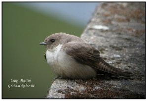 Crag Martin