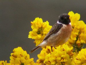 Stonchat