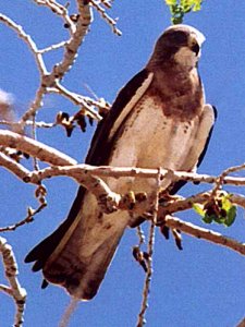 Swainson's Hawk