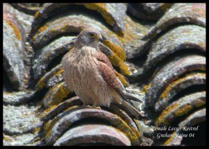 Female Lesser Kestrel