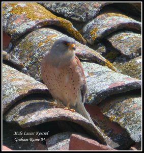 Male Lesser Kestrel