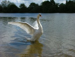 Swan