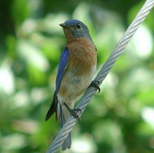 Eastern Bluebird