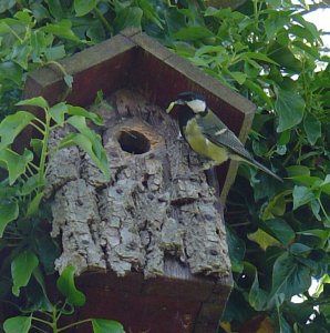 Great Tit taking food to Box