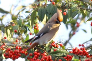 Waxwing