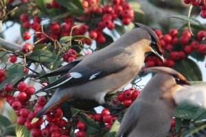 Waxwing