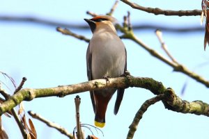 Waxwing