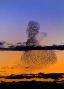 Starling roost does Minnie mouse