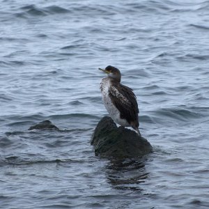 European shag