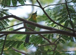 Yellow-throated Leafbird