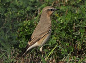 Isabelline Wheatear