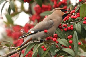 Waxwing