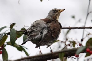 Fieldfare