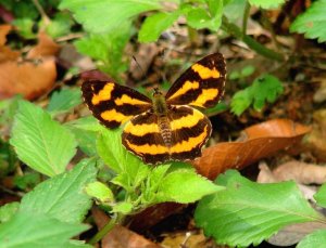 Himalayan Jester - top view