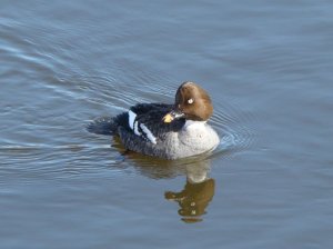 Common Goldeneye (female)