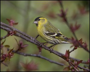 Siskin