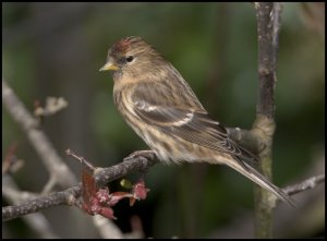 Lesser Redpoll