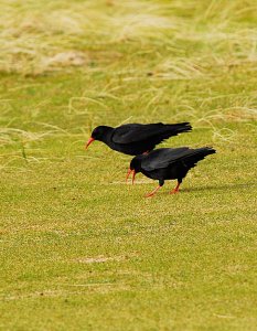 Irish Chough