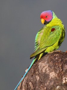 Plum-headed Parakeet