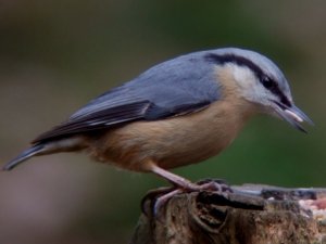 Nuthatch goyt valley