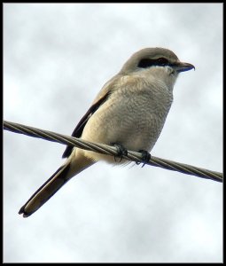 Northern Shrike