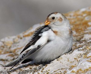 Snow bunting