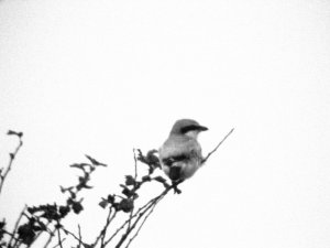 Shrike On White