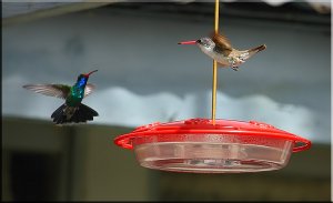 My Feeder - Leave now!