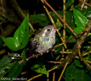 Wedge - Billed Hummingbird