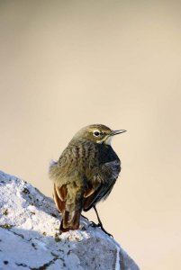 Rock pipit