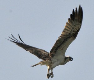 osprey