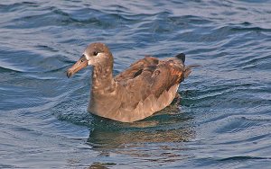 Black Footed Albatross