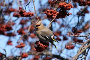 Bohemian Waxwing