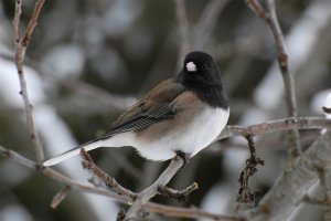 Dark-Eyed Junco