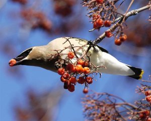 Cedar Waxwing